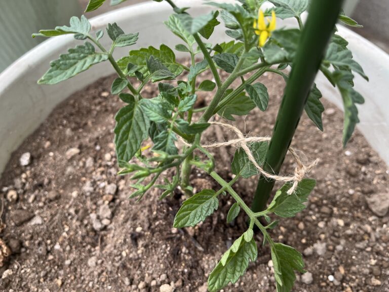 【家庭菜園日記】植え付け編！10年ぶりの家庭菜園、いざ！おやじ、苗を迎える