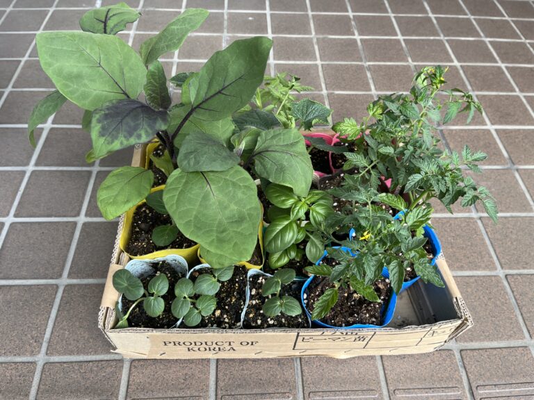 【家庭菜園日記】家庭菜園再び！10年ぶりにおやじが選んだ６種の苗たち