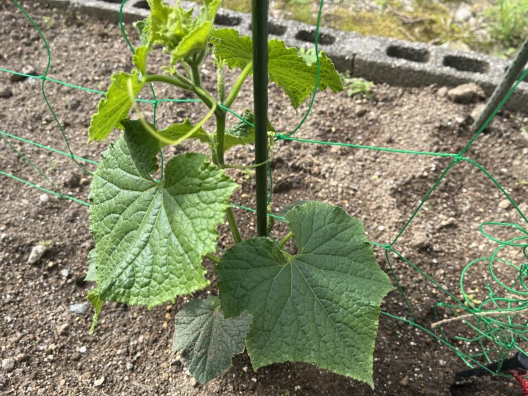 【家庭菜園日記】植え付けから２週間、野菜たちと“学び”の日々