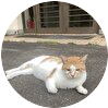 アラフィフおやじ