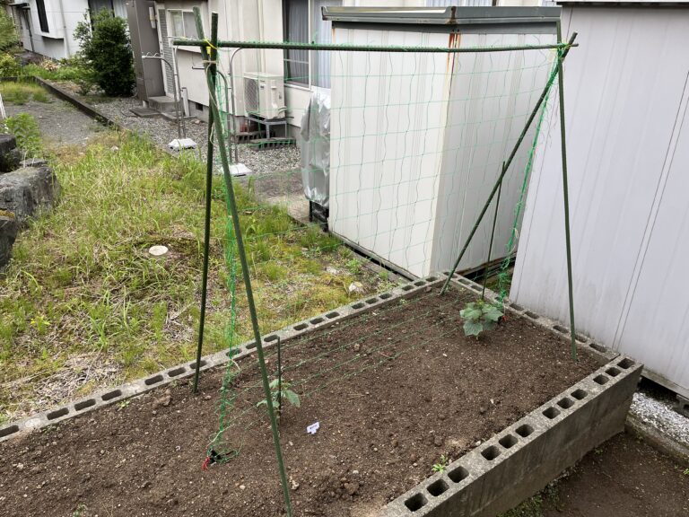 【家庭菜園日記】きゅうりネットを設置した話