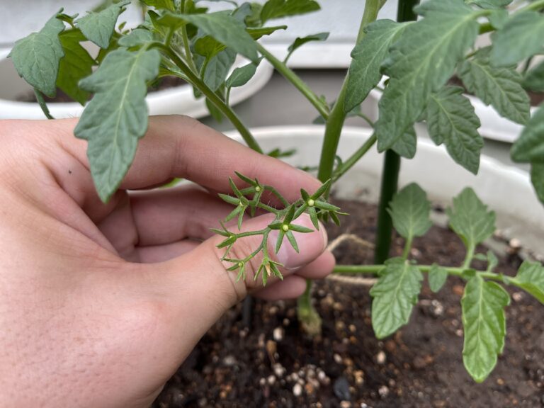 【家庭菜園日記】植え付けから１週間、野菜たちの“その後”