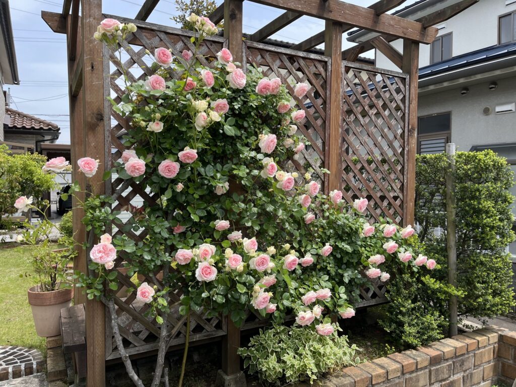 つるバラが満開のウッドデッキ全景