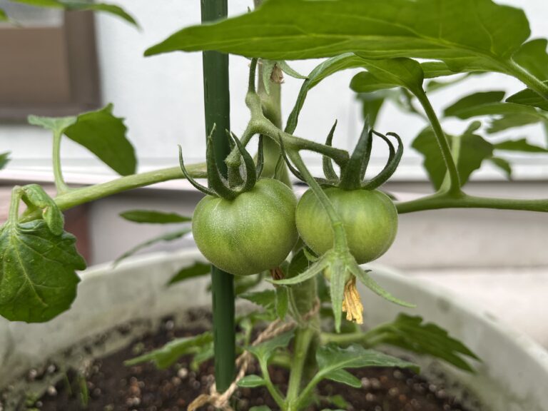 【家庭菜園日記】植え付けから３週間！小さな実りと新たな試み