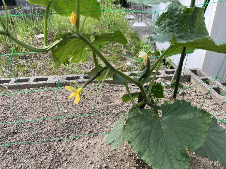 【家庭菜園日記】植え付けから４週間、ナスは３本仕立てに！オクラにアブラムシ･･･波乱の１週間