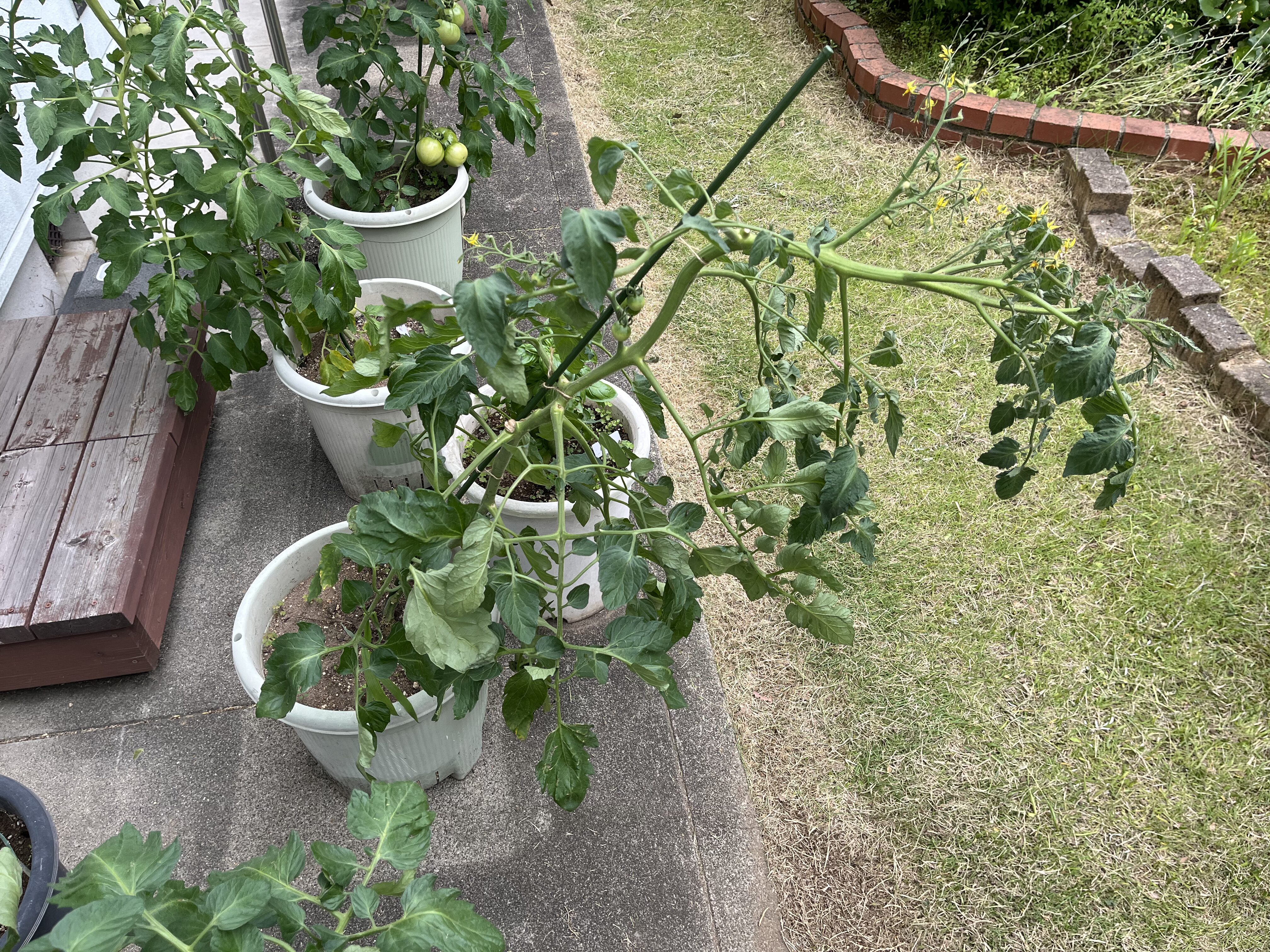 暴風で倒れたミニトマト