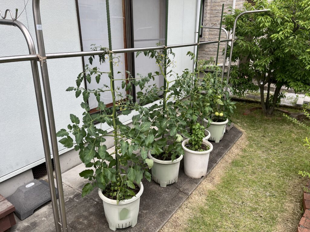 物干し竿に支柱を固定した暴風対策