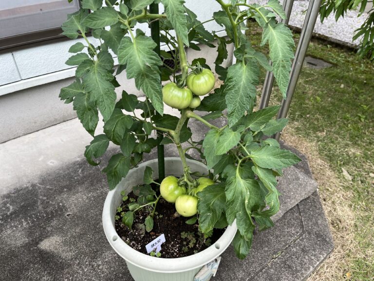 【家庭菜園日記】植え付けから６週間、暴風に負けるな！物干し竿で支柱補強と順調な野菜たち