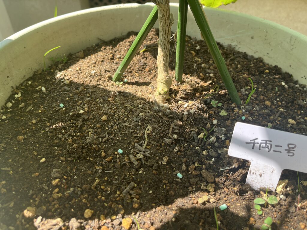 ナスの株元に８粒撒いた
