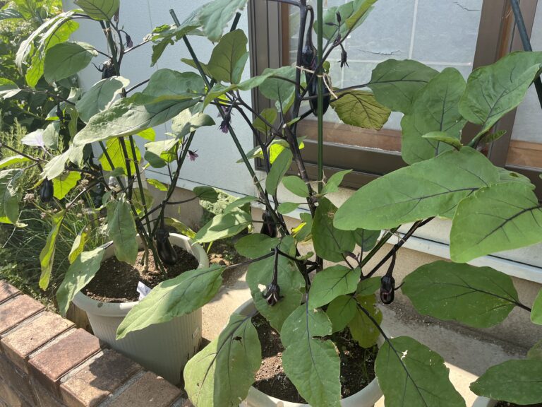 【家庭菜園日記】植え付けから７週間、ナス４本収穫！夏野菜たちが本領発揮