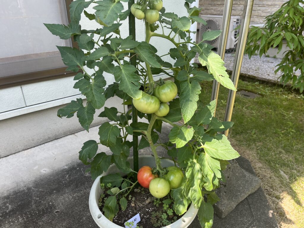 色づきはじめてきたトマト