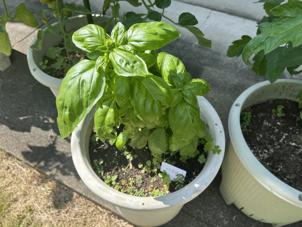 切り戻したバジルがまた成長中
