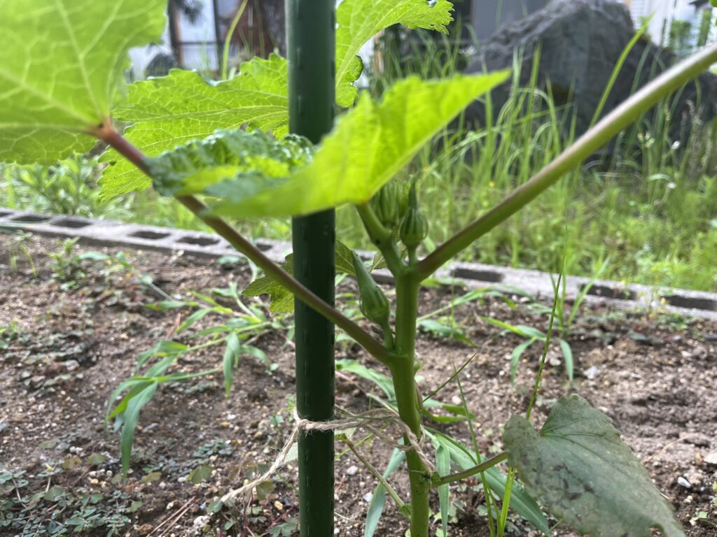 １本立ちにしたオクラ
