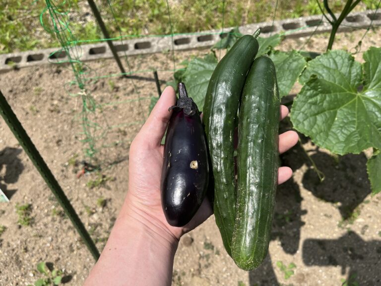 【家庭菜園日記】ナメクジ被害のナスと、育ちすぎたきゅうり。そしてラデッシュの悲劇