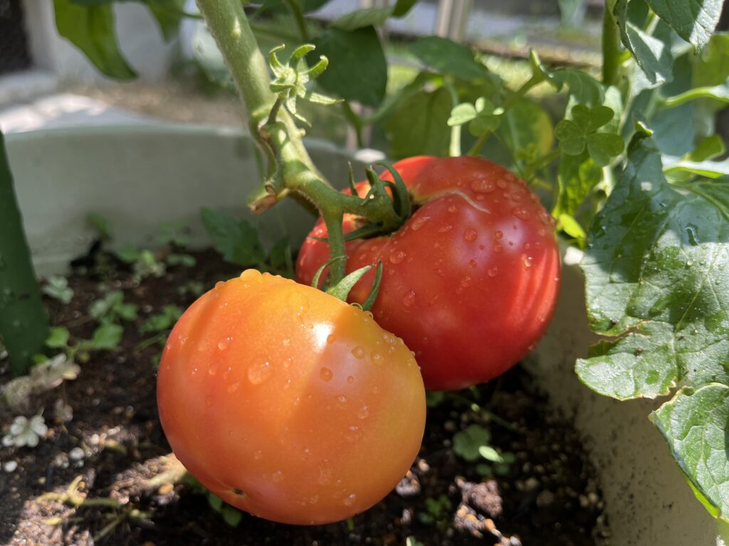 赤く色づいてきたトマト