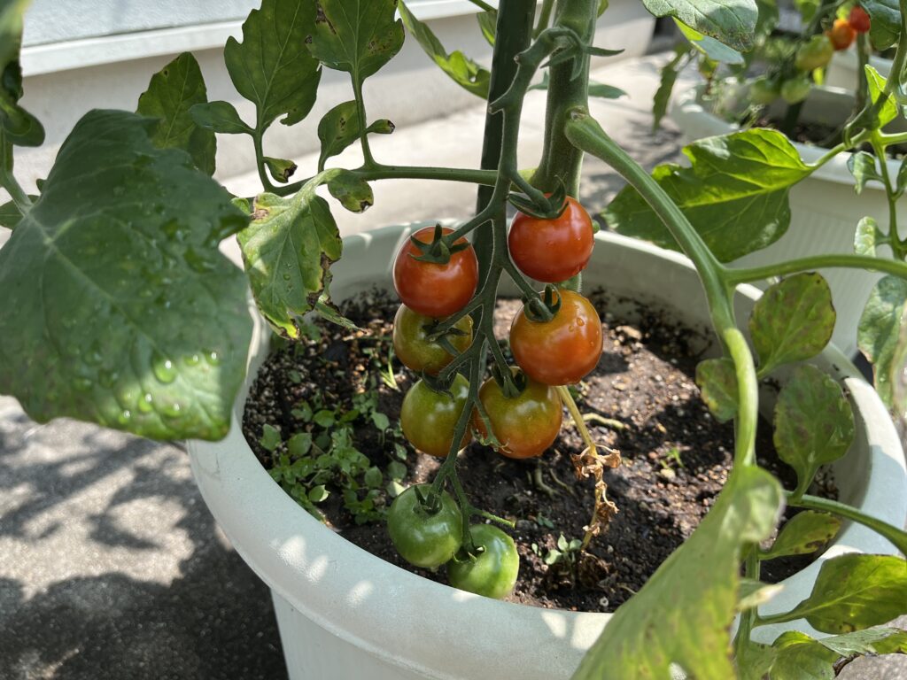赤く色づいてきたミニトマト