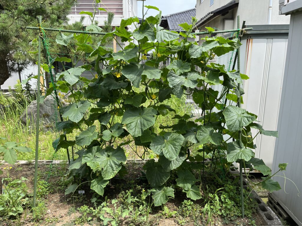 葉が茂っているきゅうり