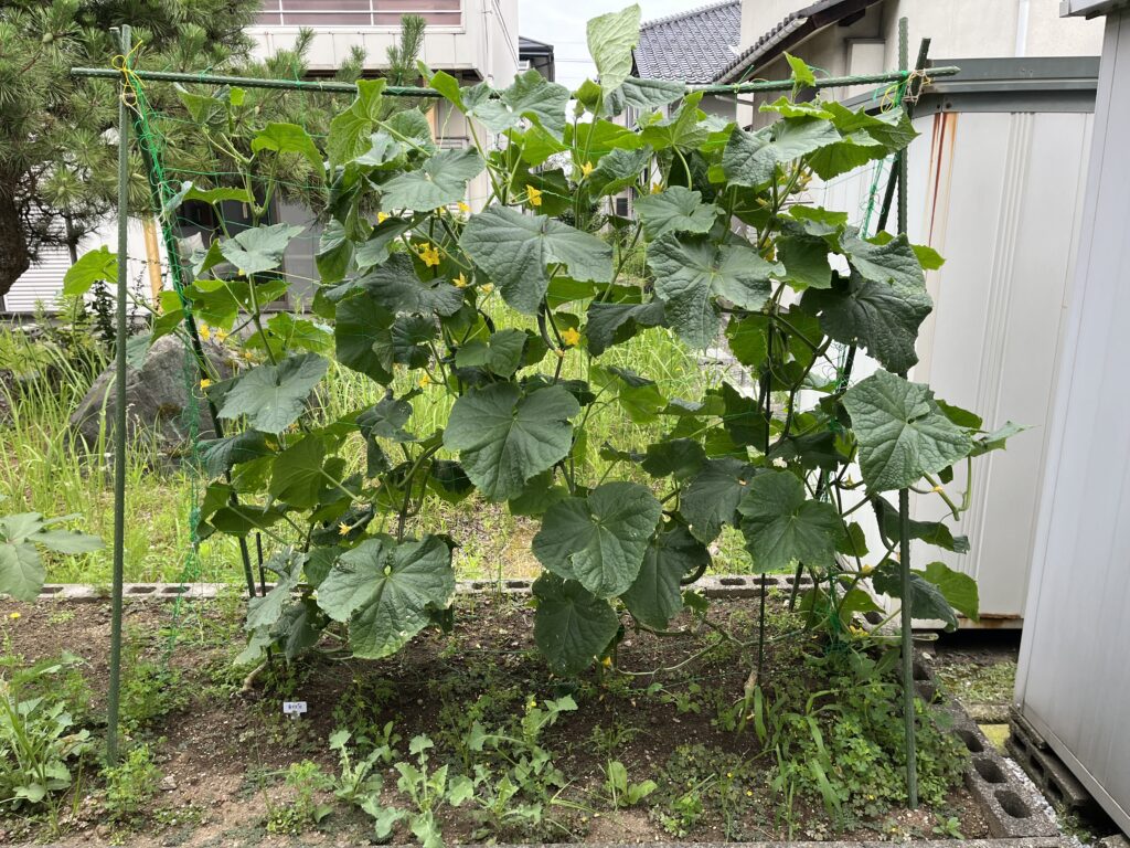 不要な葉を整理したきゅうり