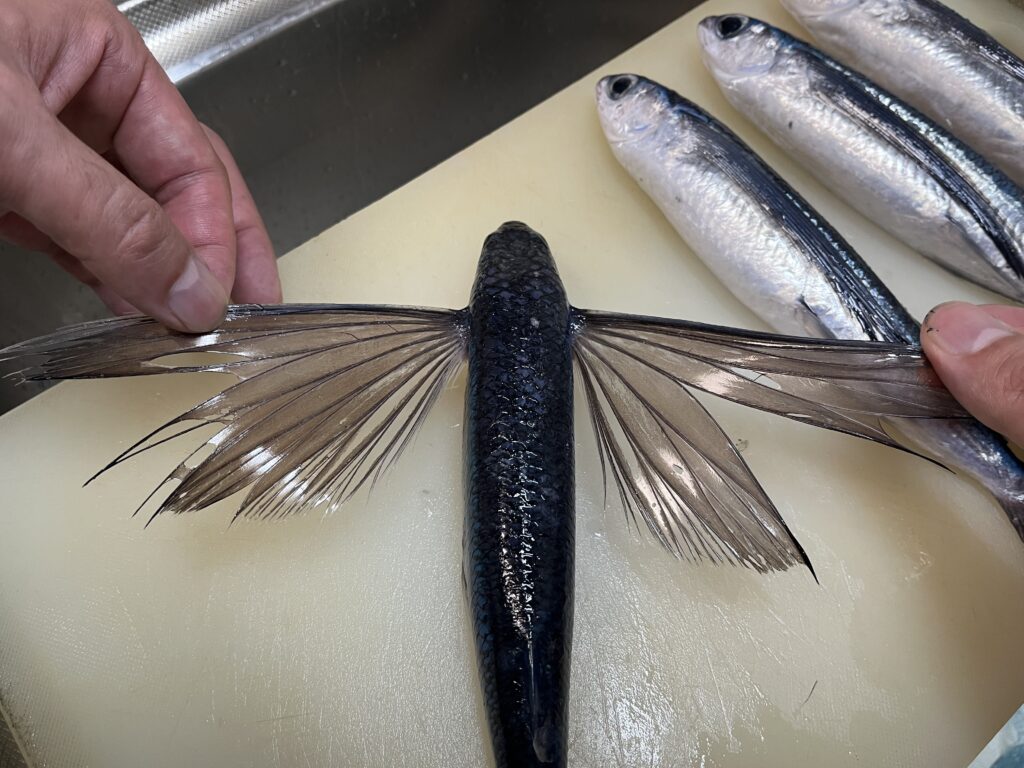 トビウオの大きなヒレを広げる