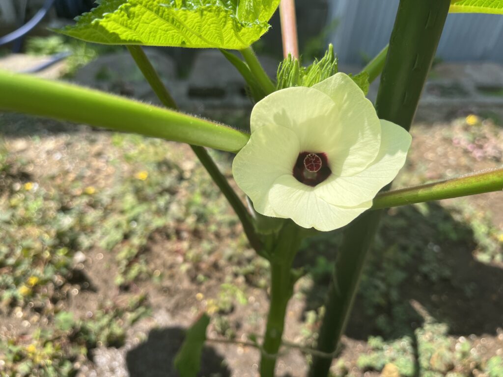オクラの薄黄色い花