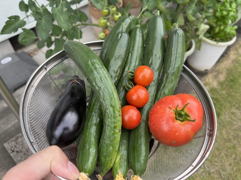 【家庭菜園ごはん】採れたて野菜で！具だくさん無水カレーを作ってみた
