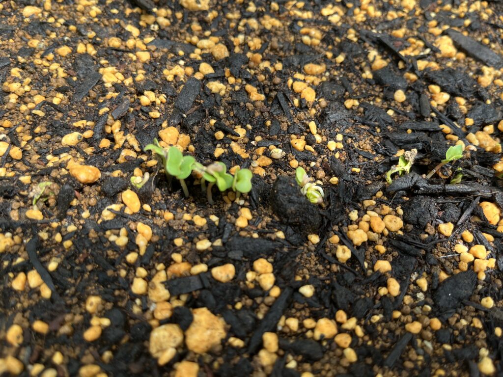 発芽直後のラディッシュの芽