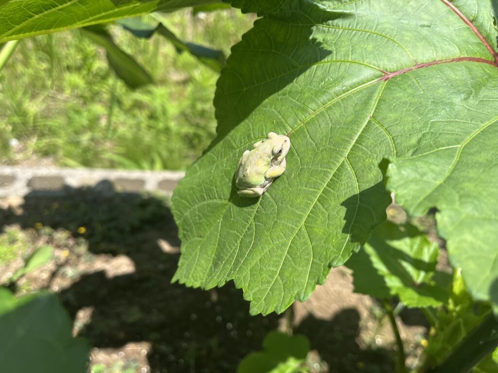 オクラの葉に遊びに来てたカエル
