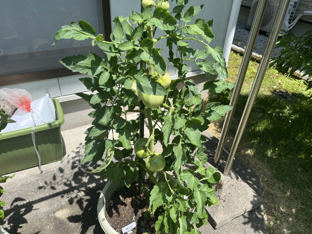 まだまだ収穫を控えてるトマト