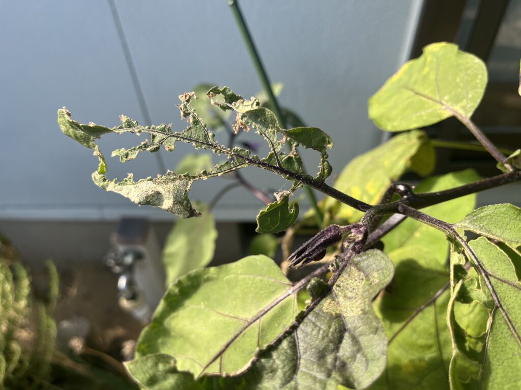 テントウムシダマシに食べられてボロボロになったナスの葉