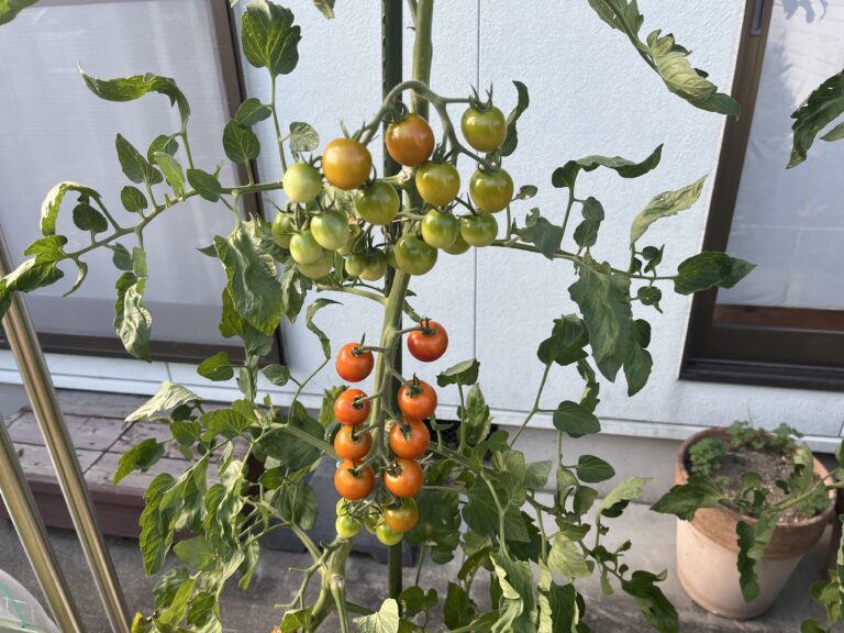 【家庭菜園日記】植え付けから10週間、ミニトマト絶好調、オクラにアブラムシ、ナスにテントウムシダマシ