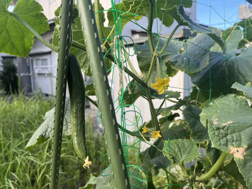 収穫量が減ってきたきゅうり