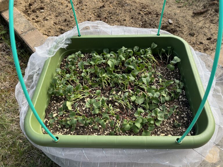 【家庭菜園日記】ネギの植え付け準備・続編とラディッシュの密集状態