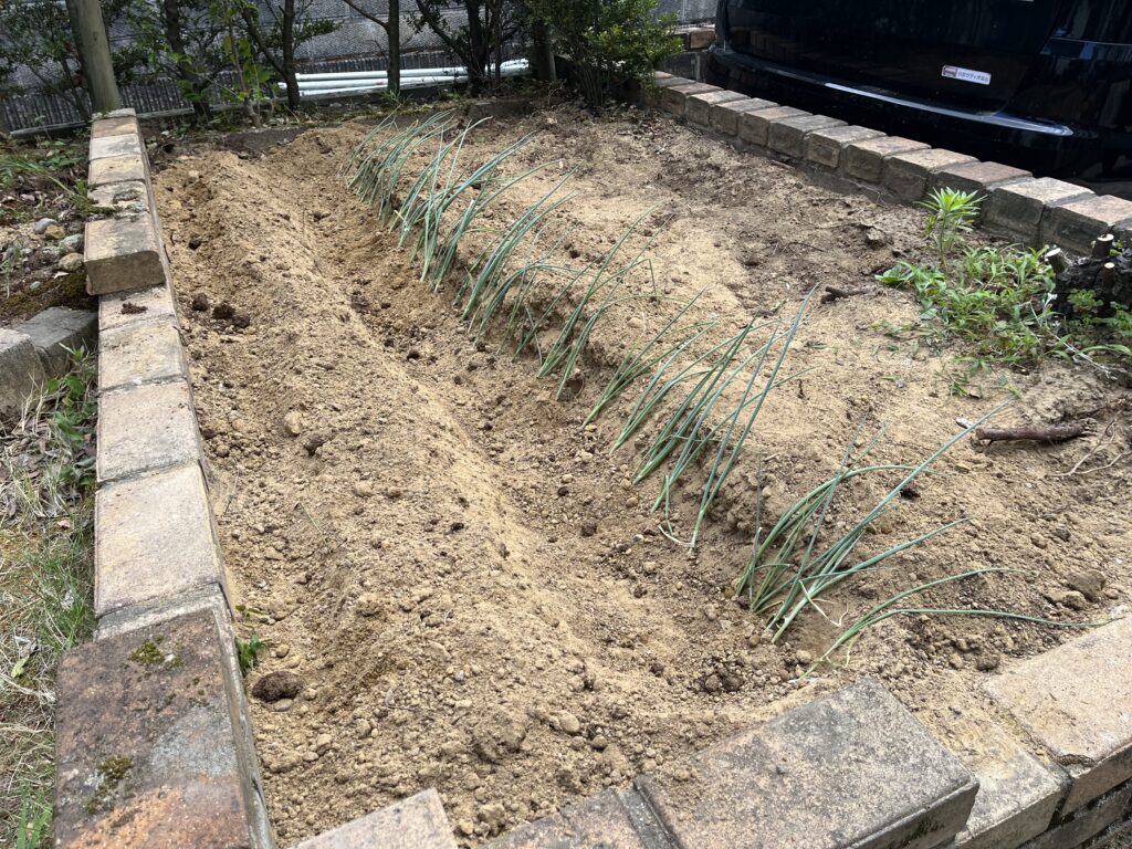 溝に立てかけたネギ
