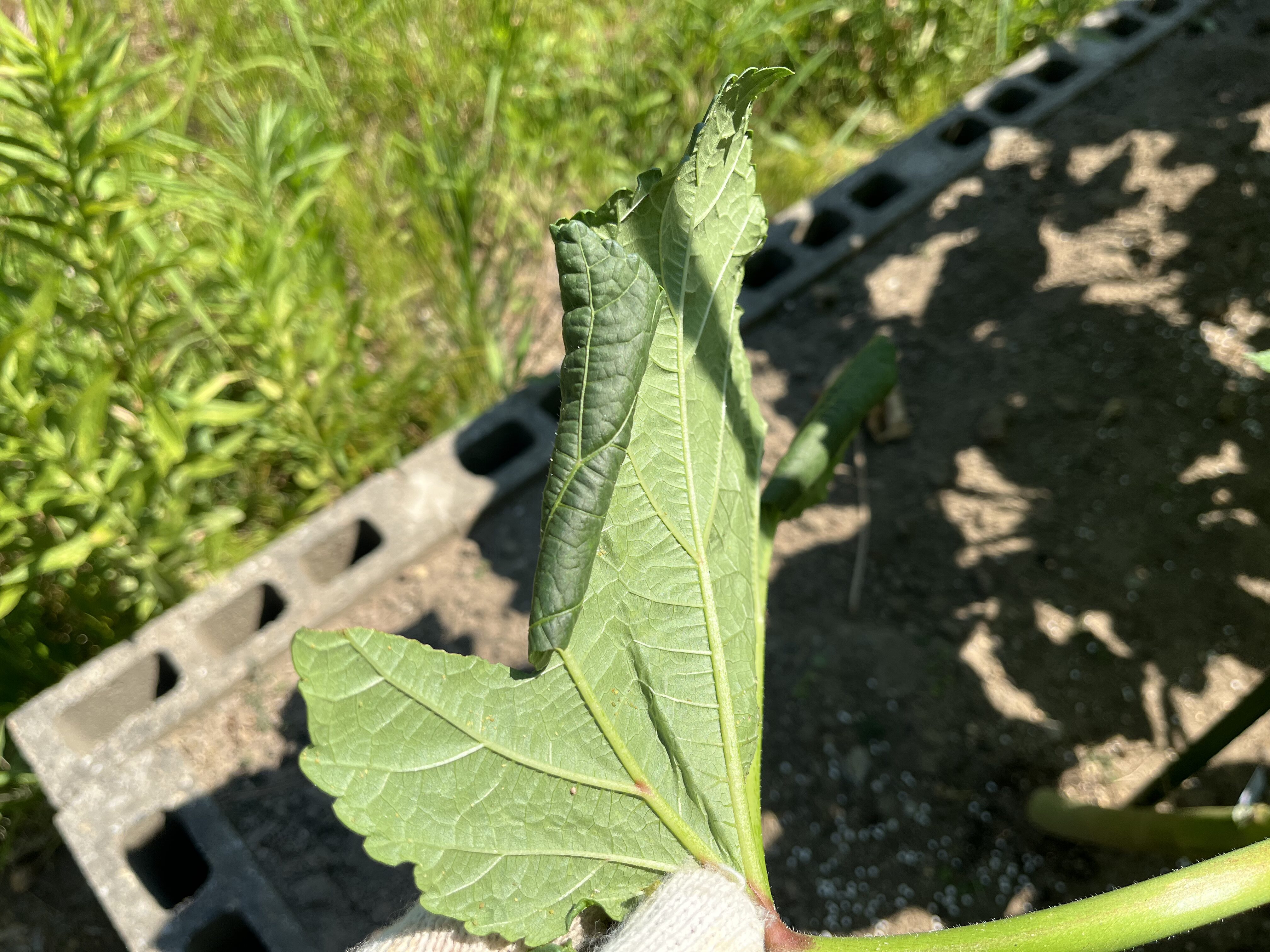 ハマキムシに巻かれたオクラの葉