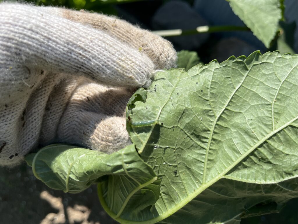 巻いた葉を開いたら出てきたハマキムシ