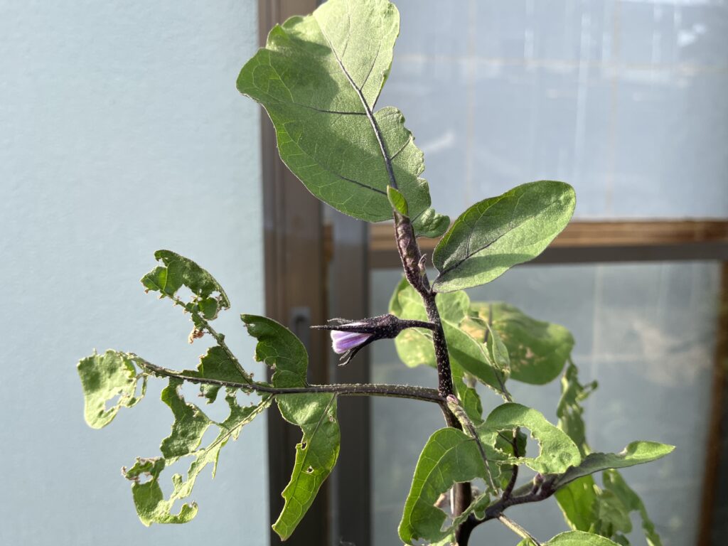 テントウムシダマシに食害された葉と新芽