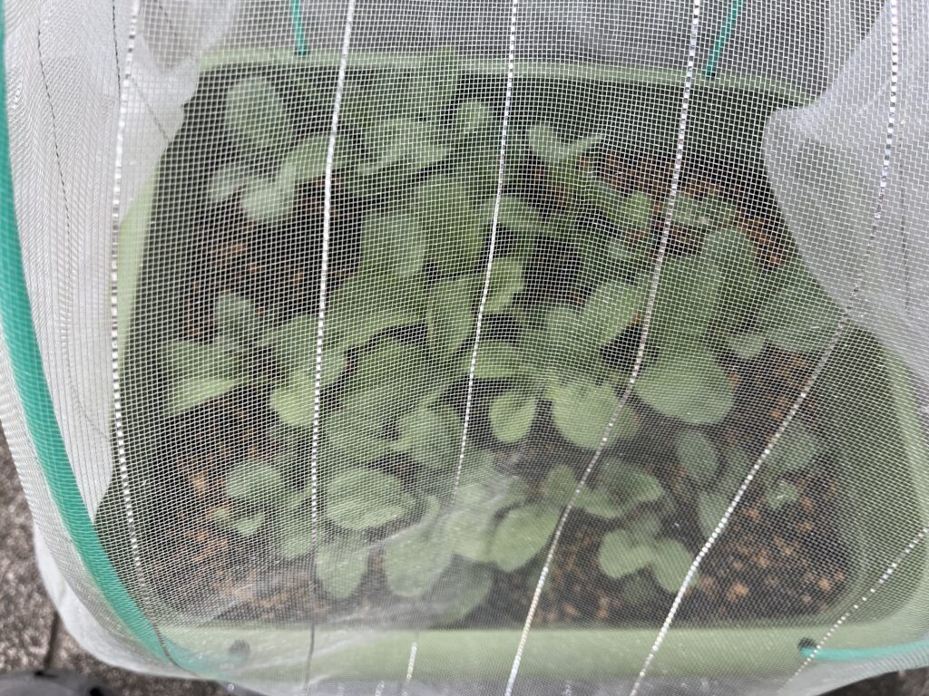 込み合ってきて間引き時のラディッシュの様子