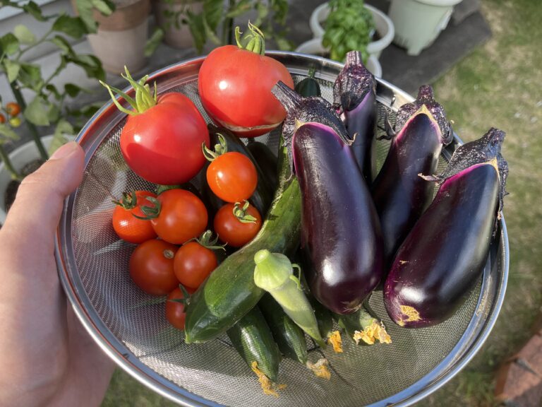 【家庭菜園日記】植え付けから11週間、テントウムシダマシの被害も一段落、各野菜順調です！