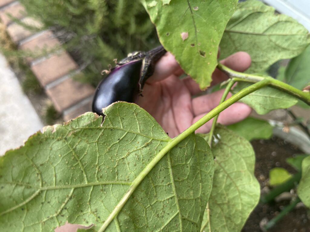 ナスの葉の裏についているアブラムシ