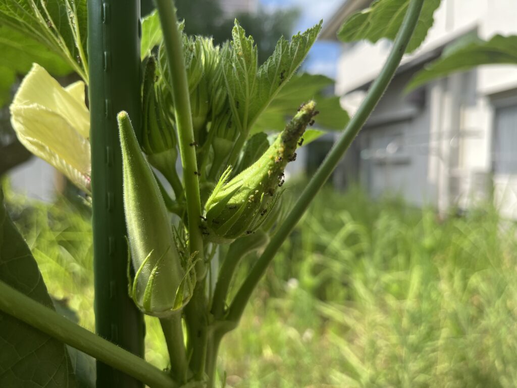 オクラにつくアブラムシの大群