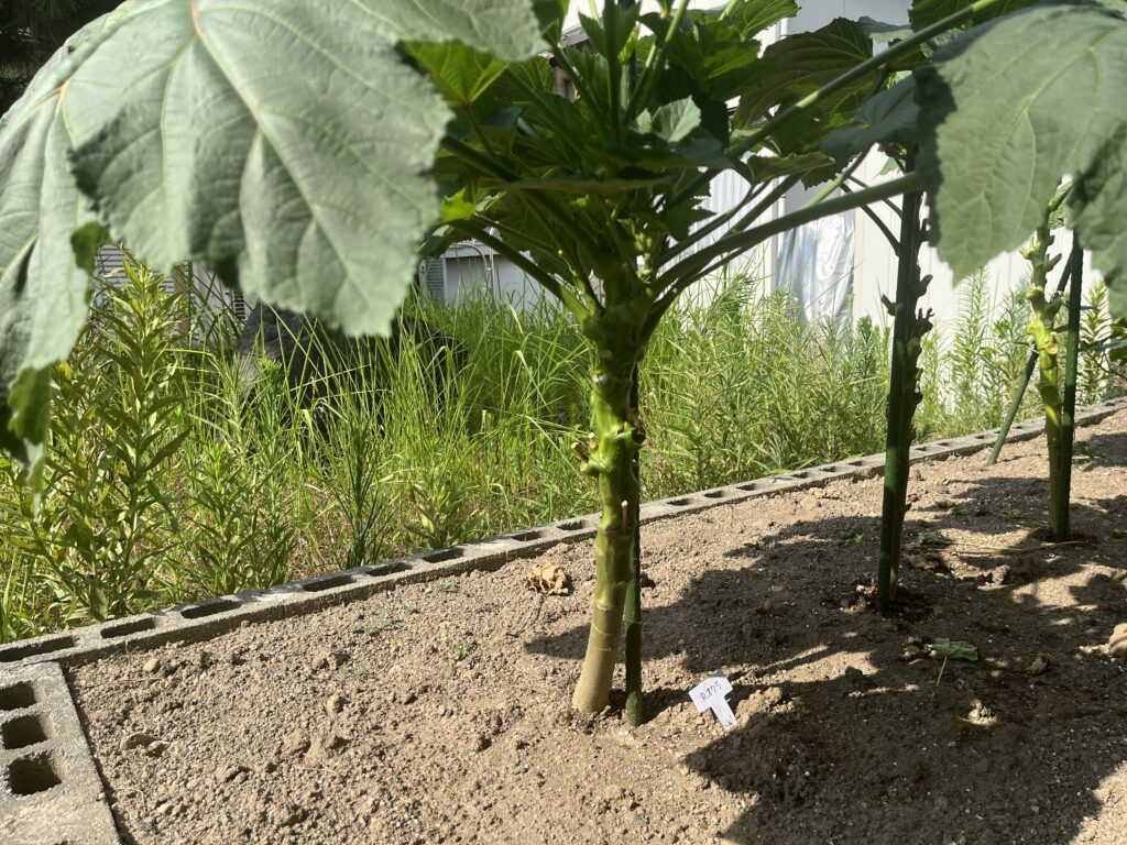 木ボケして花がつかないオクラ