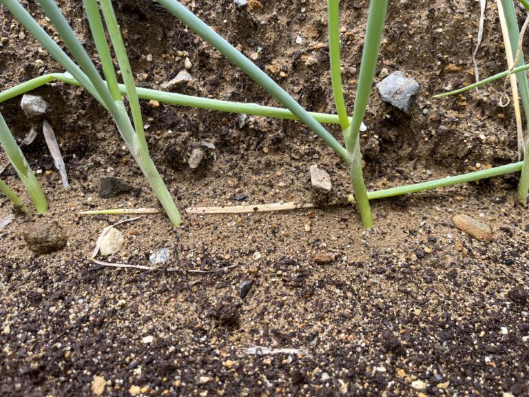 【家庭菜園日記】植え付けから13週間、雨続きで病害虫対策が難航中