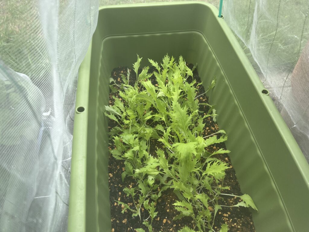 順調に成長している水菜