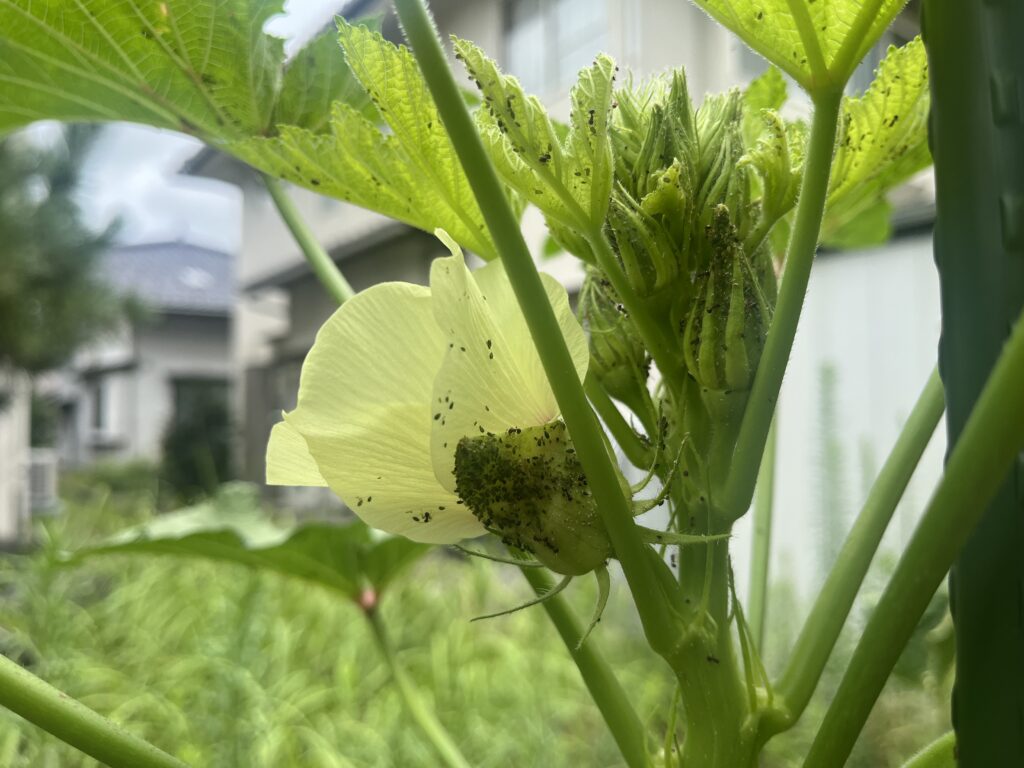 オクラの新芽と花に群がるアブラムシ