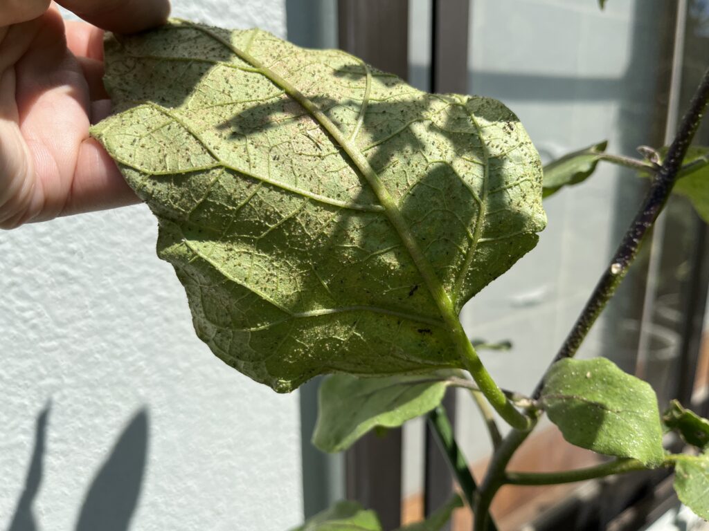 葉の裏にびっしりついたアブラムシと株を登ってきたアリ
