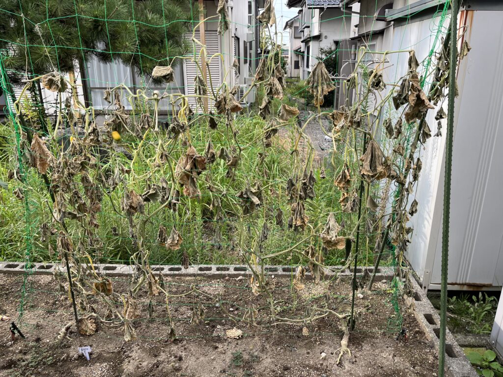 片付けしやすくするため、根元付近で茎を切って乾燥させたきゅうり