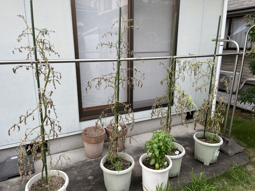 片付けしやすくするため、根元付近で茎を切って乾燥させたトマトとミニトマト