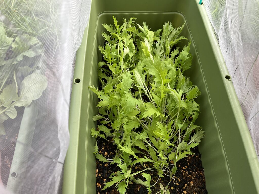 防虫ネットの中で順調に育っている水菜