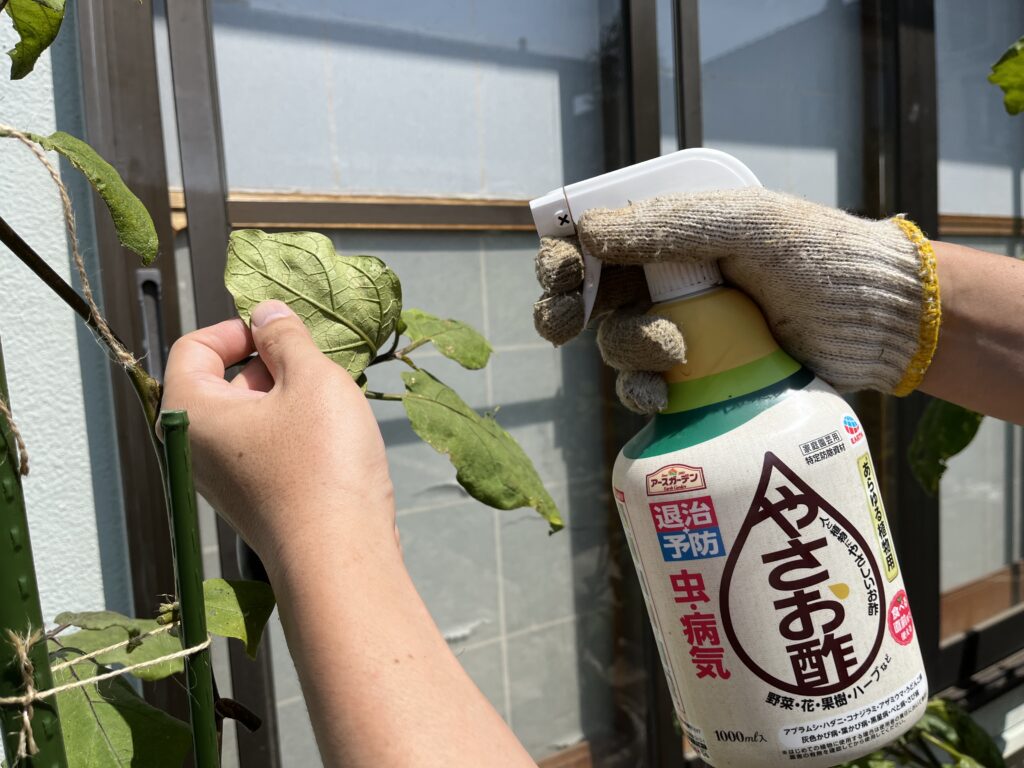 アブラムシ除去完了後にやさお酢を散布してアブラムシ予防している様子