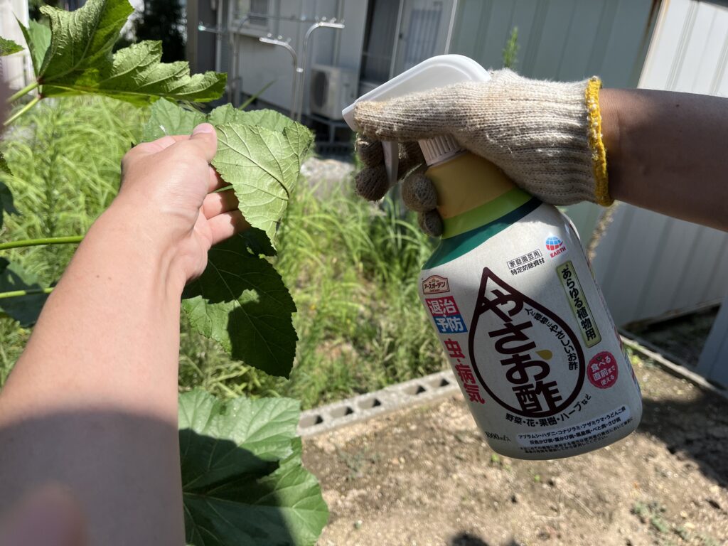 オクラの葉の裏にアブラムシ対策として、やさお酢を散布する様子